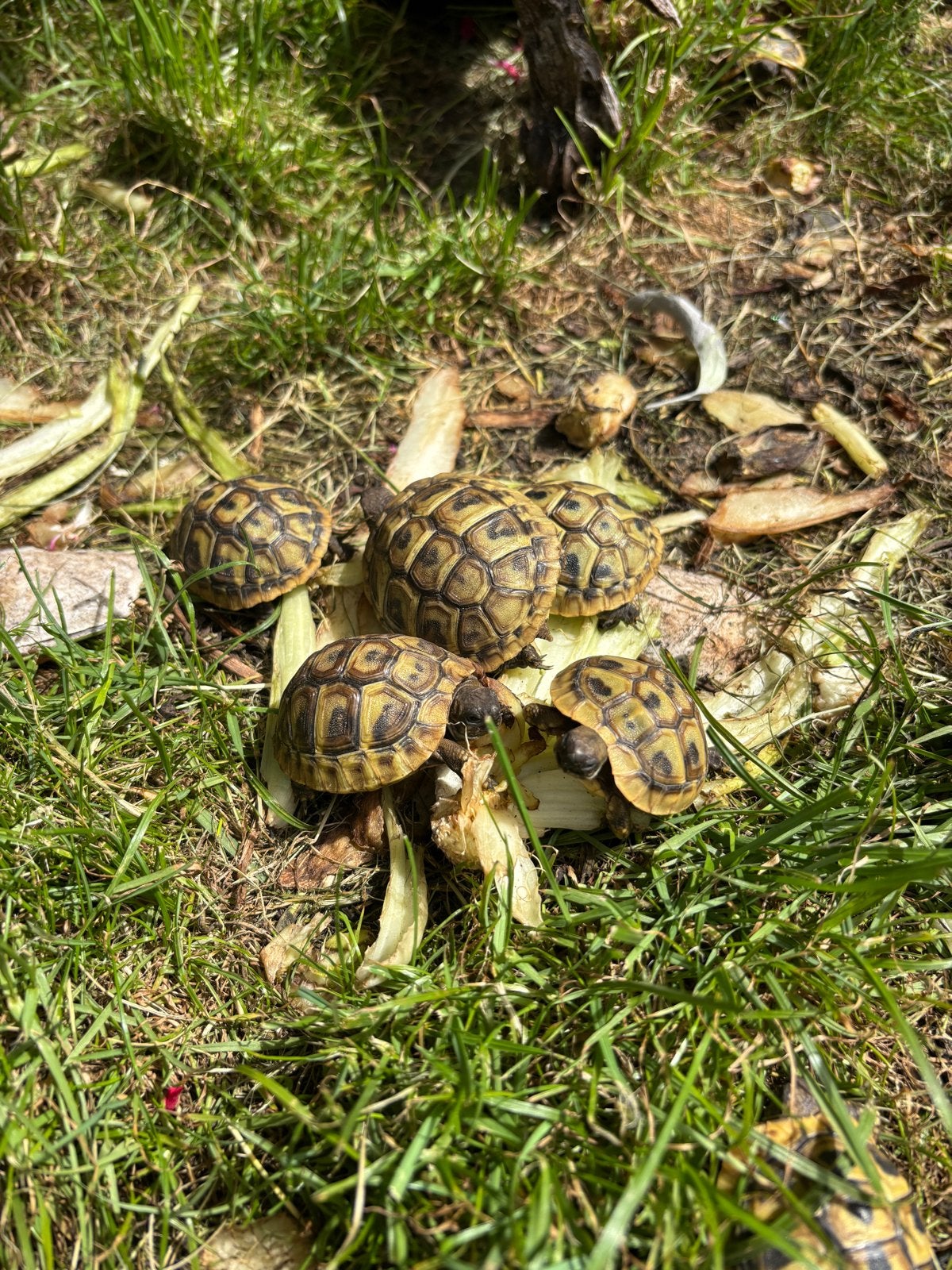 Griekse landschildpadden Hermani-Hermani