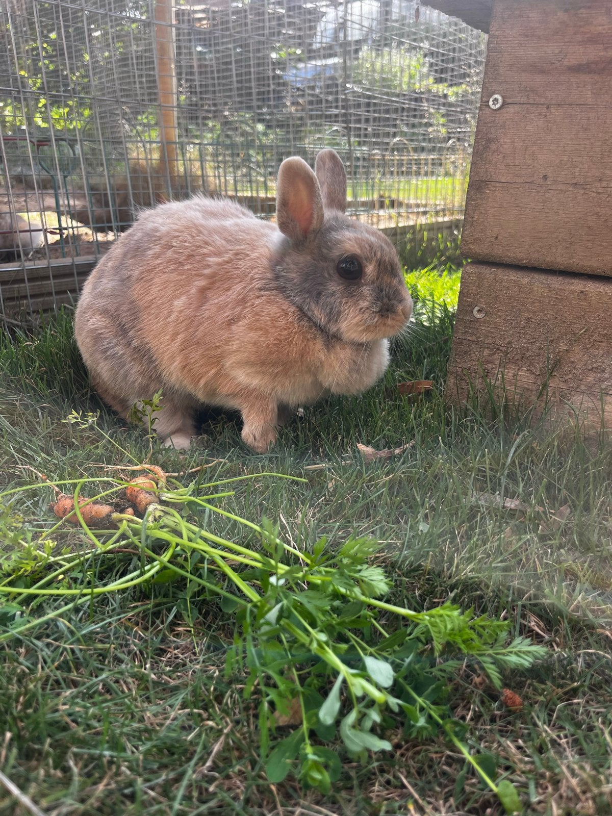Dwerg konijn, super lief en tam op te halen, Dieren en Toebehoren, Vrouwelijk, Klein, 3 tot 5 jaar