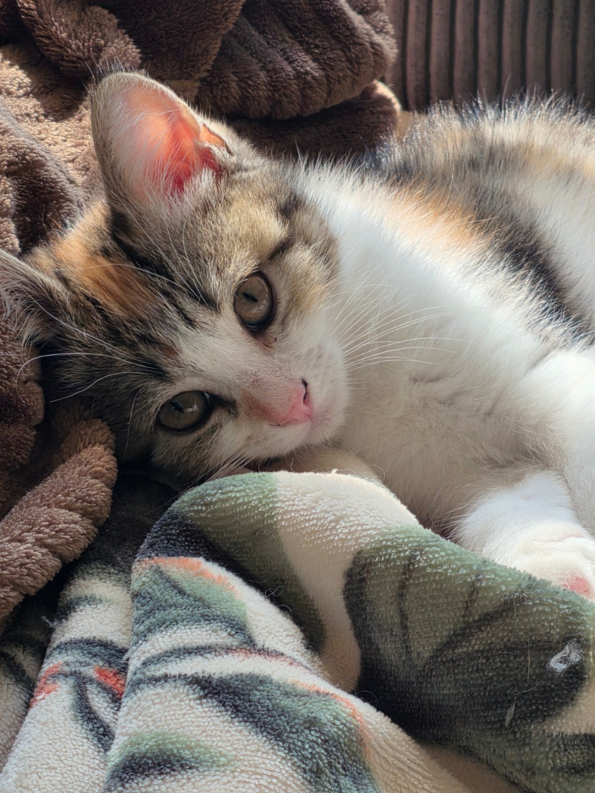 kruising Perzische kittens mogen verhuizen!, Dieren en Toebehoren, Meerdere dieren, Langharig, 0 tot 2 jaar