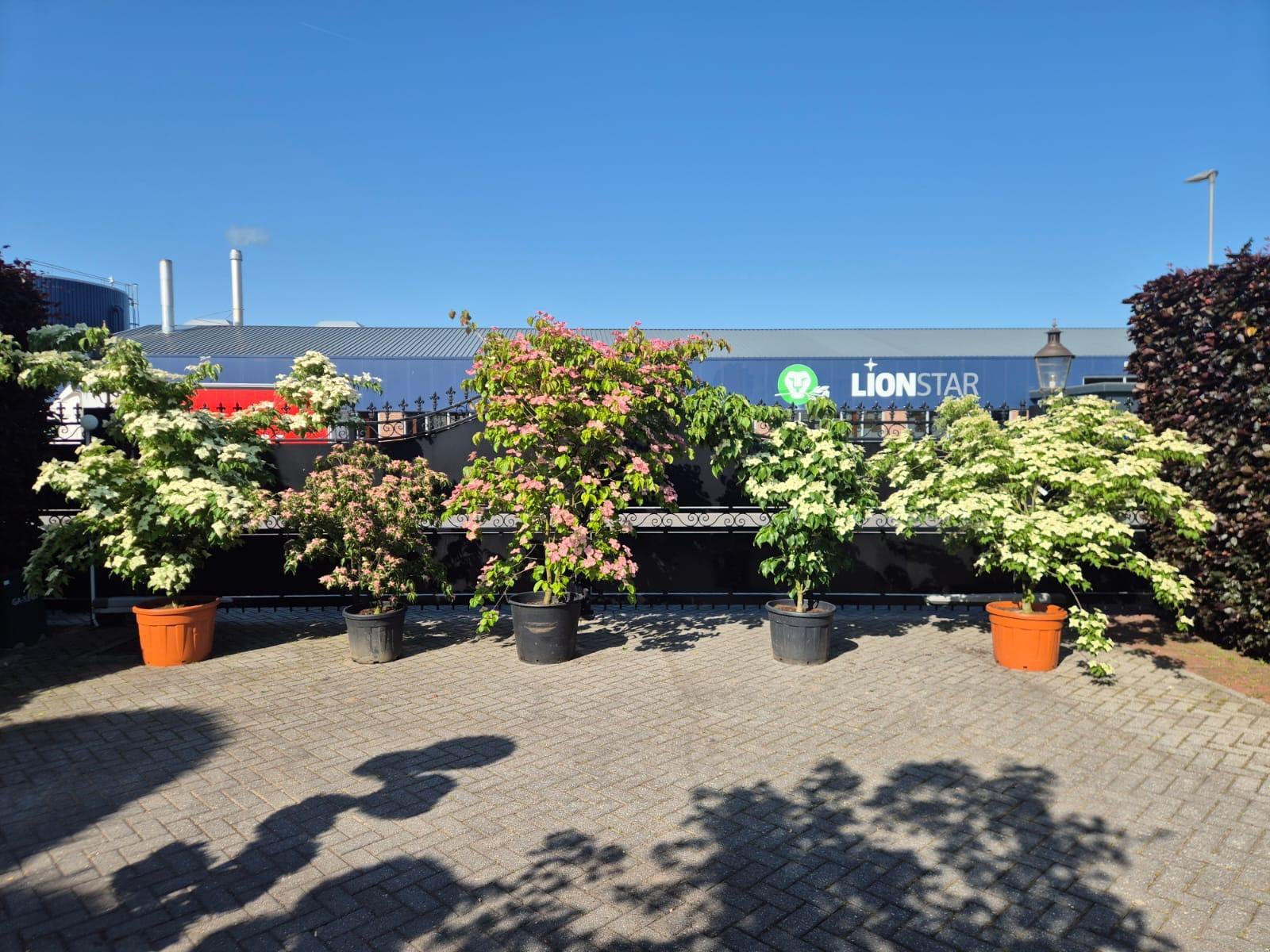 Cornus kousa florida in soorten kornoelje, Overige soorten, Lente, 100 tot 250 cm, Ophalen