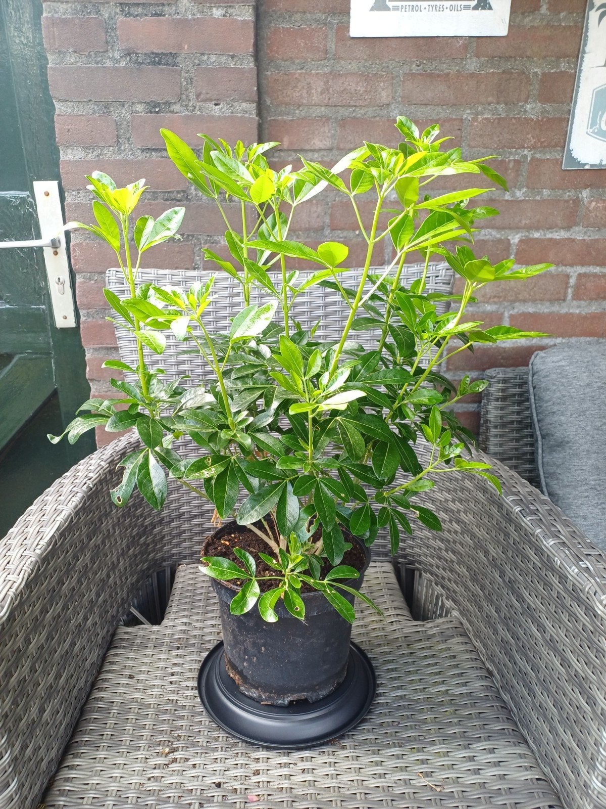 Choisya Ternata, Ophalen, Vaste plant, Overige soorten, Volle zon