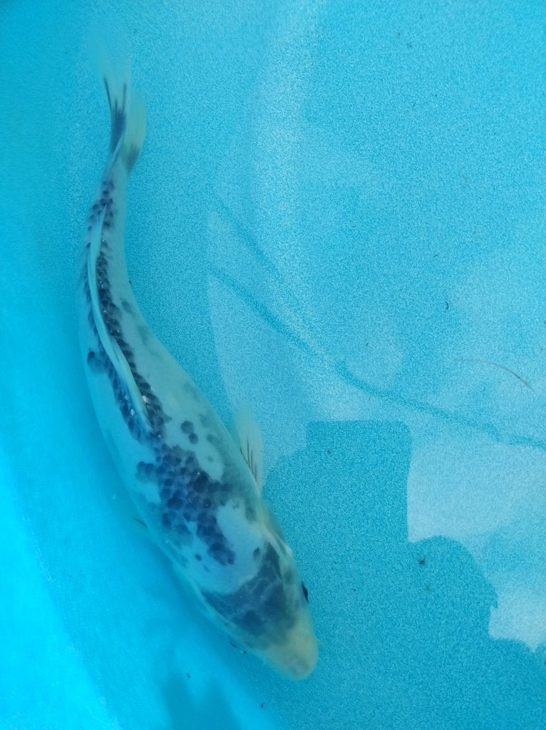 Koi 30 cm, Karper of Koi