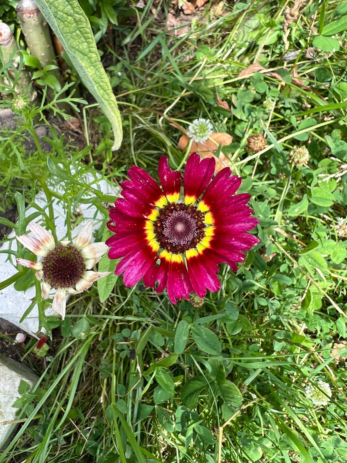 Zaden van bloemen: Papaver, Lupine, Lathyrus en meer, Ophalen of Verzenden, Volle zon