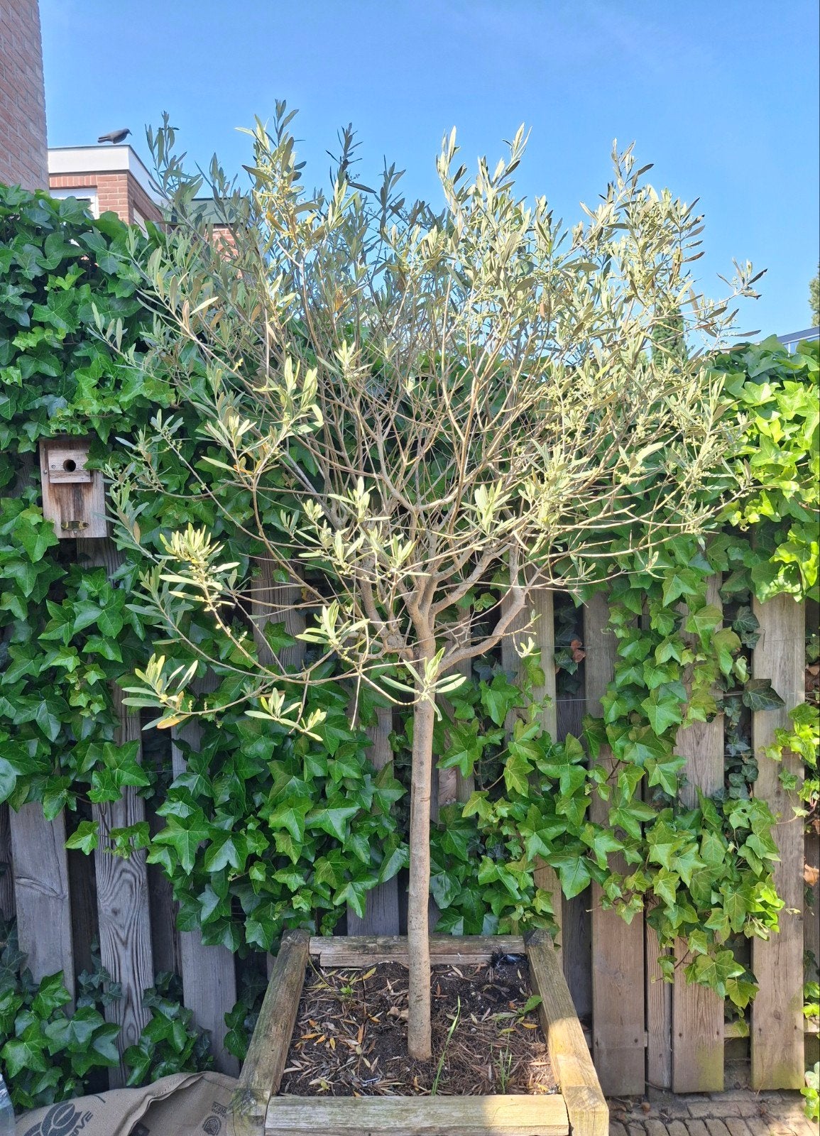 Olijfboom in Pot, Tuin en Terras, Planten | Tuinplanten, Ophalen, Vaste plant, Overige soorten, Volle zon