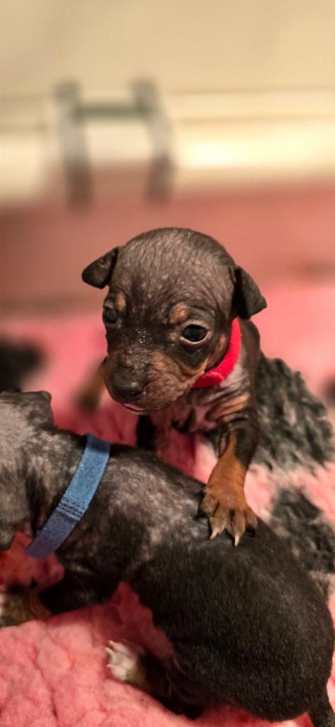 American Hairless Terriër/ Amerikaanse Naakthond, Overige rassen, 8 tot 15 weken, Meerdere, Meerdere dieren