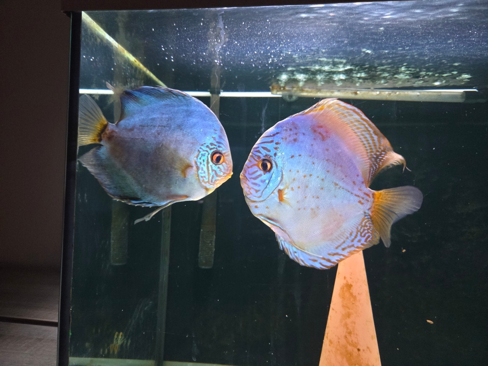 discusvissen discus, Dieren en Toebehoren, Vis, Zoetwatervis