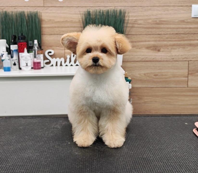 Pomapoo, Poedel, 8 tot 15 weken, Buitenland, Teef