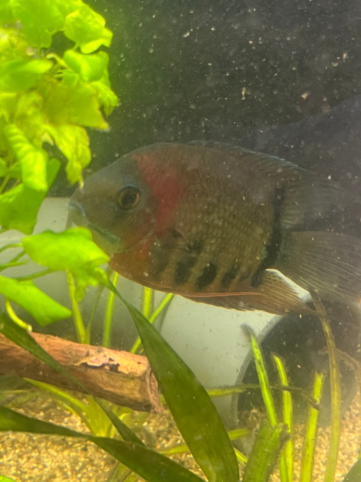 Roodkeel/rotkeil cichlide 7-9 cm, Dieren en Toebehoren, Vis