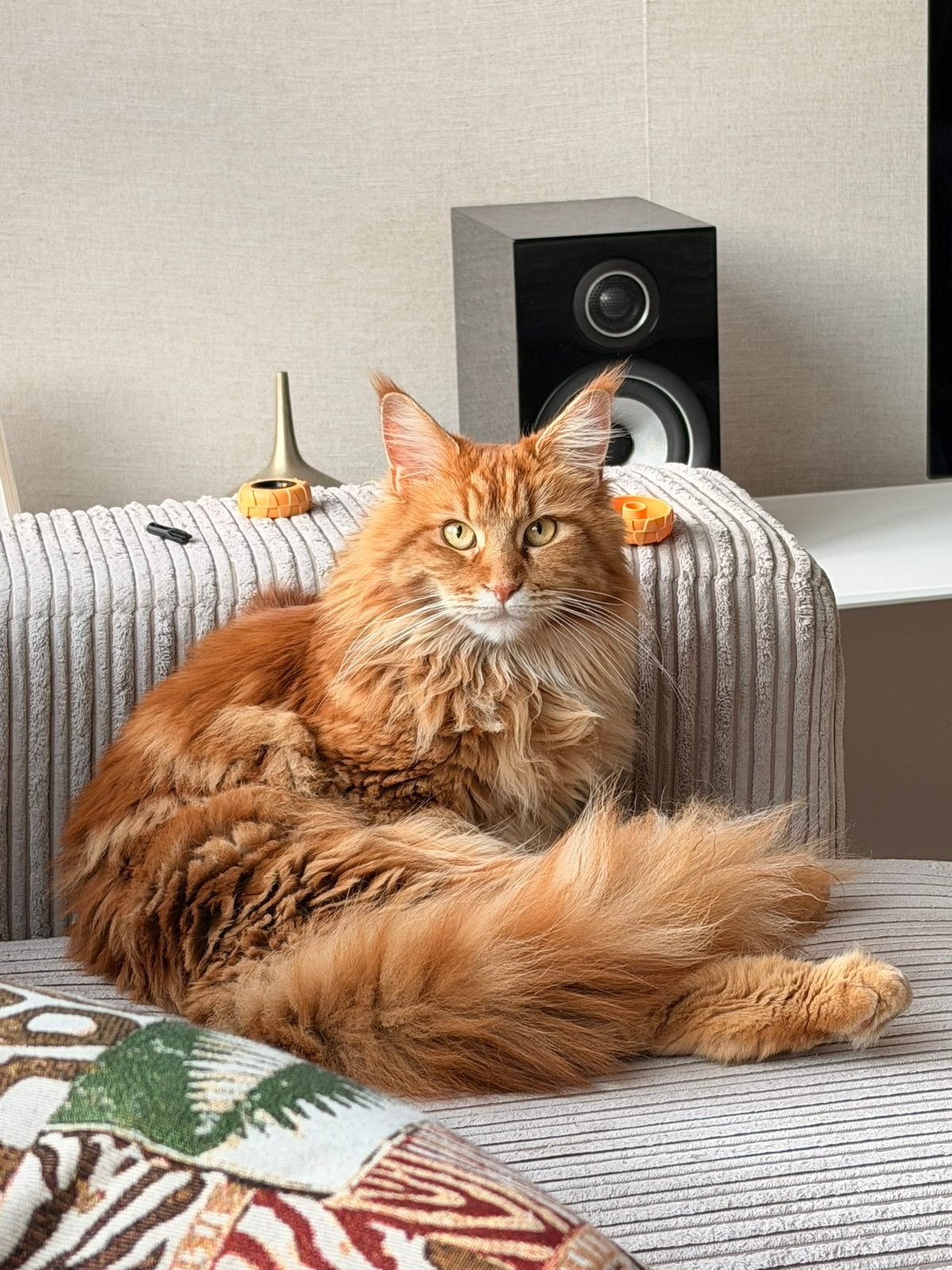 Maine Coon poes met stamboom, Poes, Met stamboom, 0 tot 2 jaar