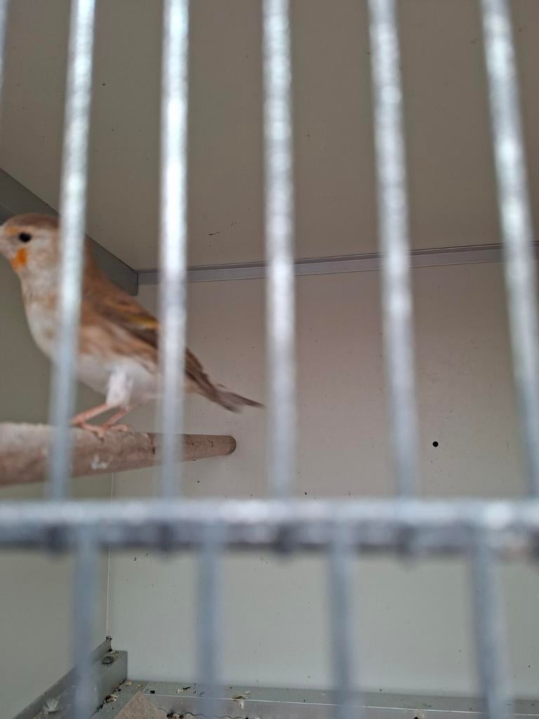 Vogels, Dieren en Toebehoren, Vrouwelijk, Wildzangvogel, Geringd