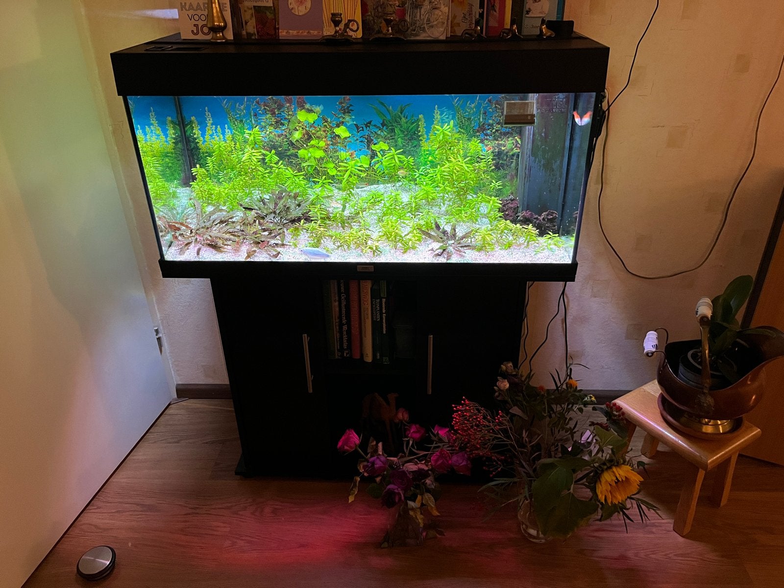 Aquarium, Ophalen of Verzenden