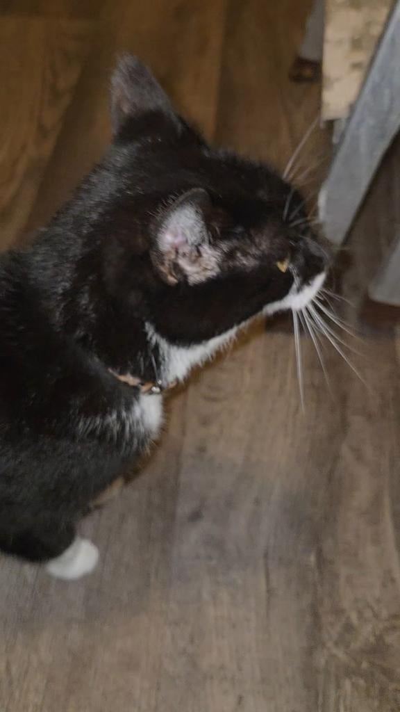 Af te halen lieve Poes ongeveer 8 jaar, Dieren en Toebehoren, Poes, Kortharig, 6 jaar of ouder