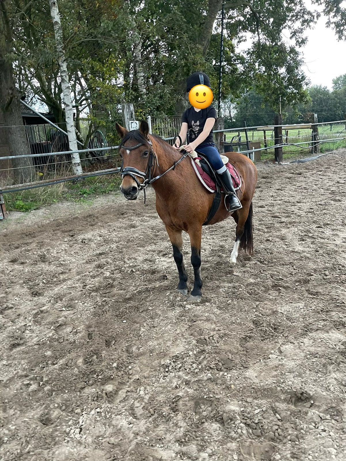 Super lieve B pony - 16 jaar, Merrie, Gechipt, B pony (1.17m tot 1.27m), 11 jaar of ouder