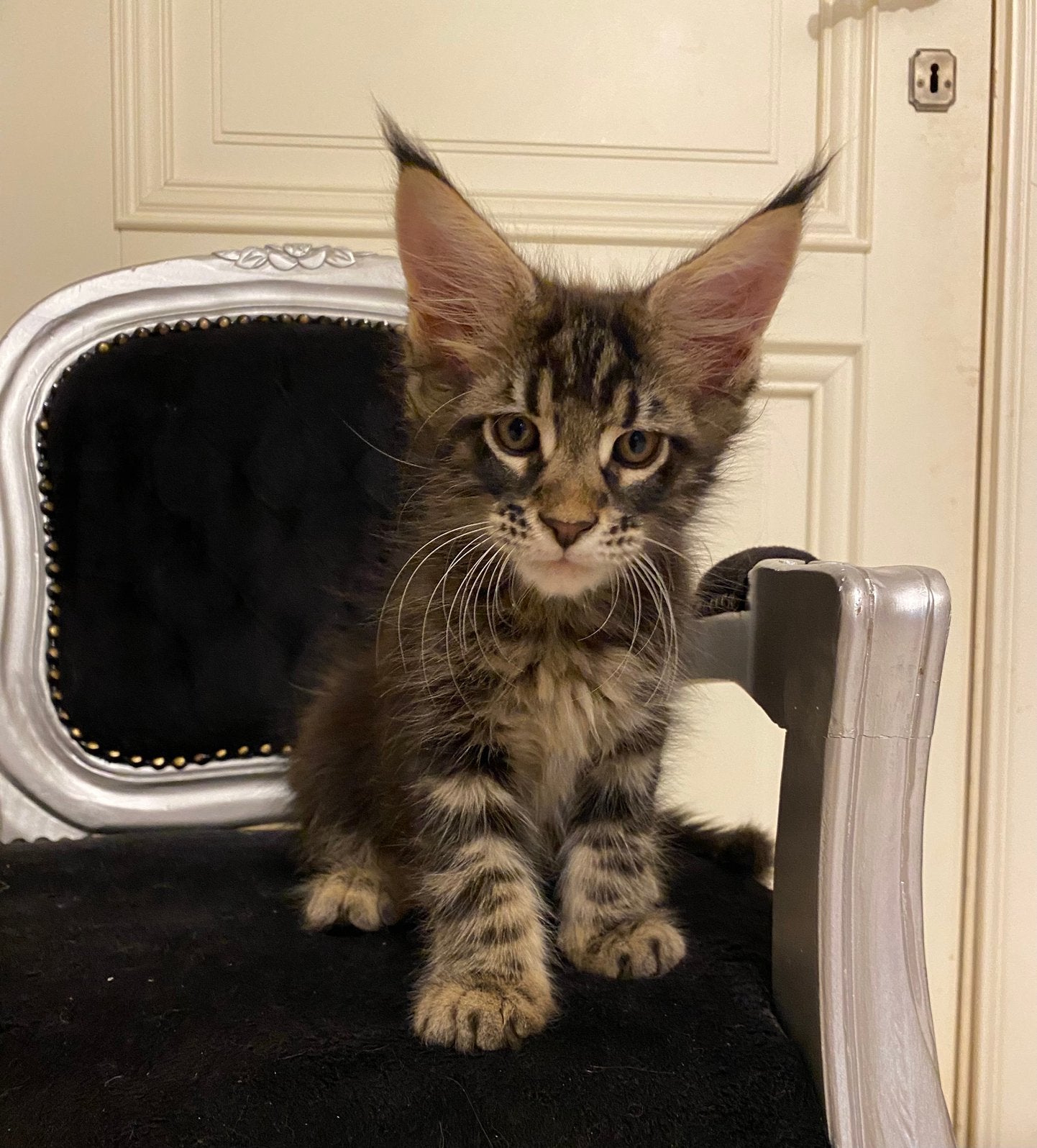 Maine coon kittens XL, Meerdere dieren, Ontwormd, 0 tot 2 jaar