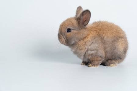 GEZOCHT konijntjes, Dieren en Toebehoren, Konijnen, Vrouwelijk, Dwerg, 0 tot 2 jaar