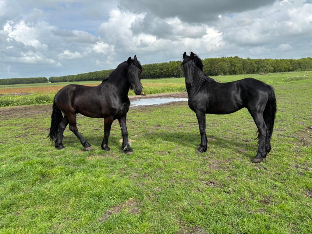 3 jarige Friese henst en 7 jarige Friese ruin, Dieren en Toebehoren, Paarden, Ruin, 3 tot 6 jaar