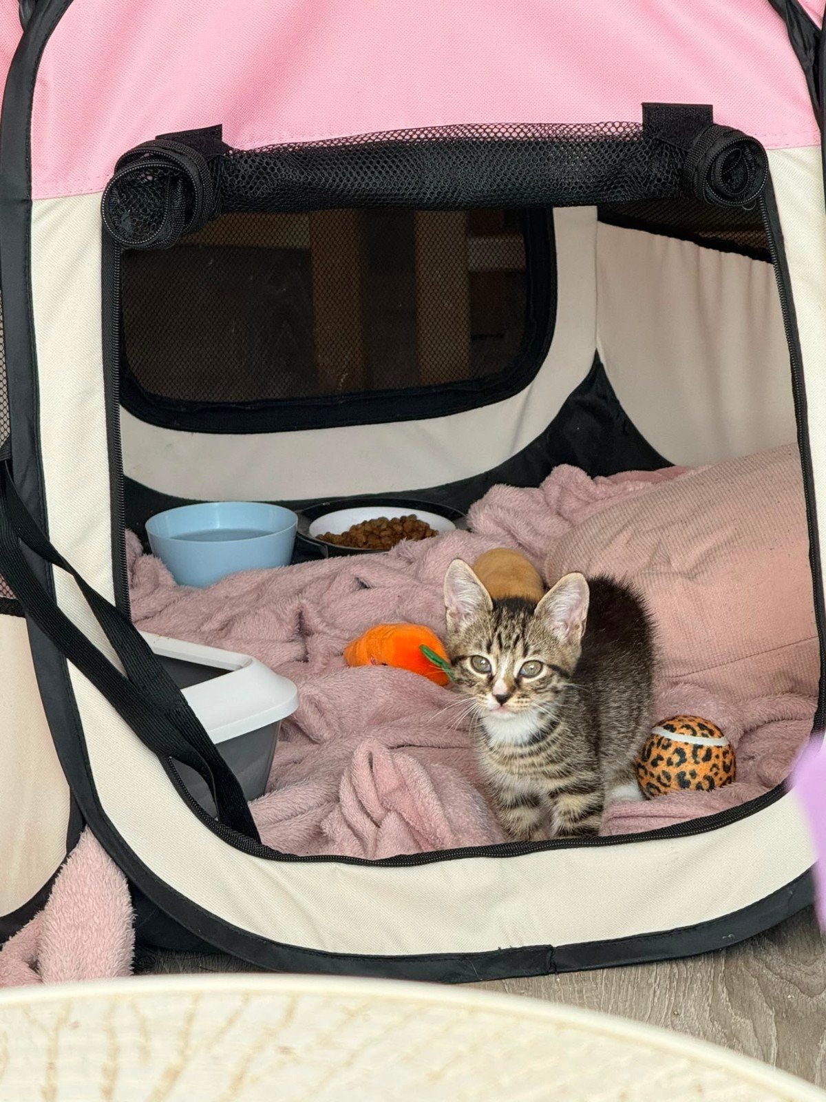 Mooie Kitten jongen laatste !!