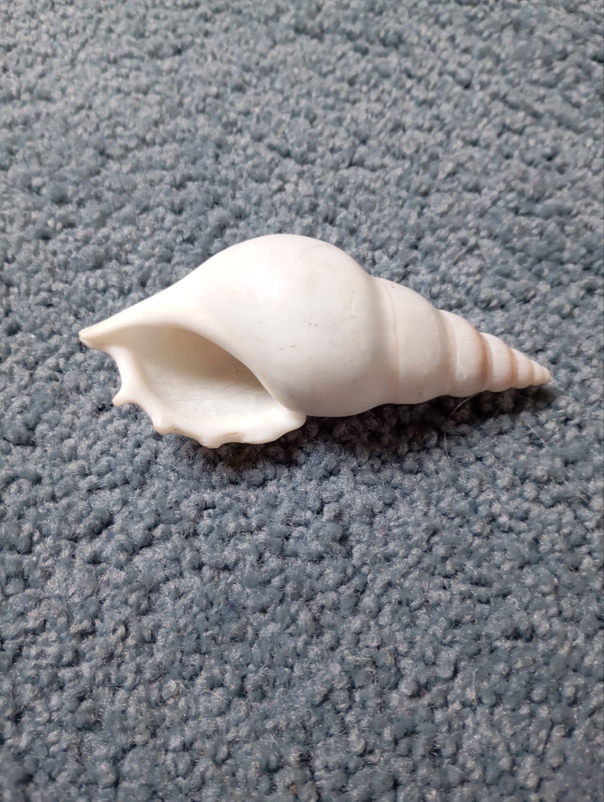 Vintage Rariteitenkabinet Tibia Schelp 1913, Ophalen of Verzenden