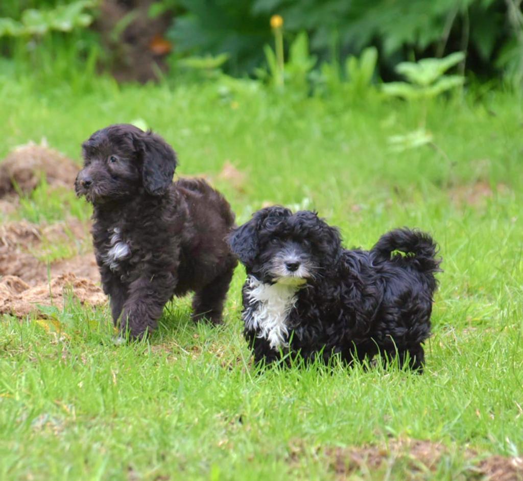 3 nog 2! Prachtige ShiPoo(shihtzu x Poedel) 2 boys, Parvo, Nederland, Overige rassen, 8 tot 15 weken