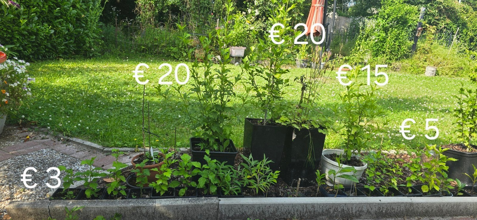Hibiscus vaste planten - paars of wit (verrassing), Ophalen of Verzenden, Vaste plant, Overige soorten, Halfschaduw
