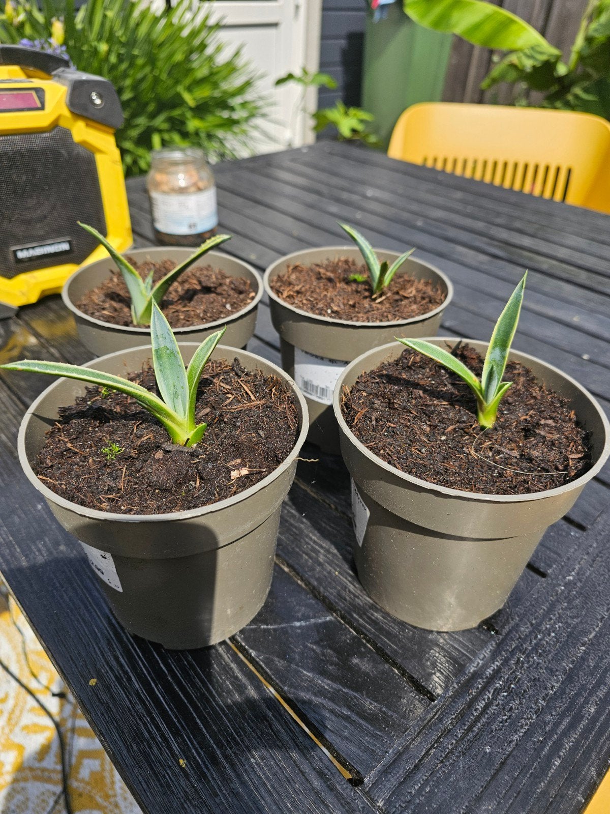 Mooie stekken vd agave 3.50 pst, Tuin en Terras, Planten | Tuinplanten, Volle zon, Vaste plant, Bloeit niet, Ophalen