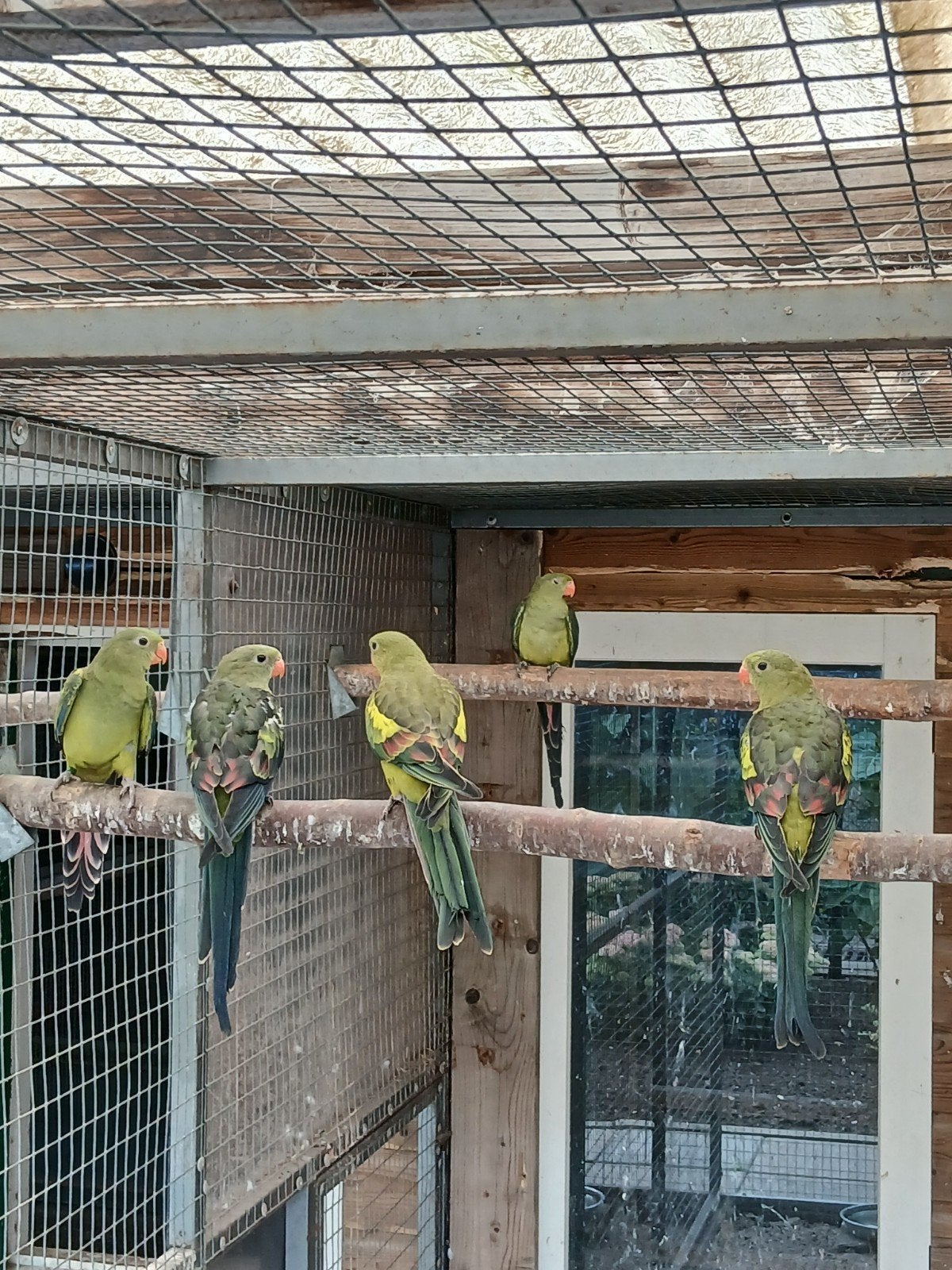 te koop jongen bergparkieten/splitvogels, Dieren en Toebehoren, Meerdere dieren, Parkiet, Geringd