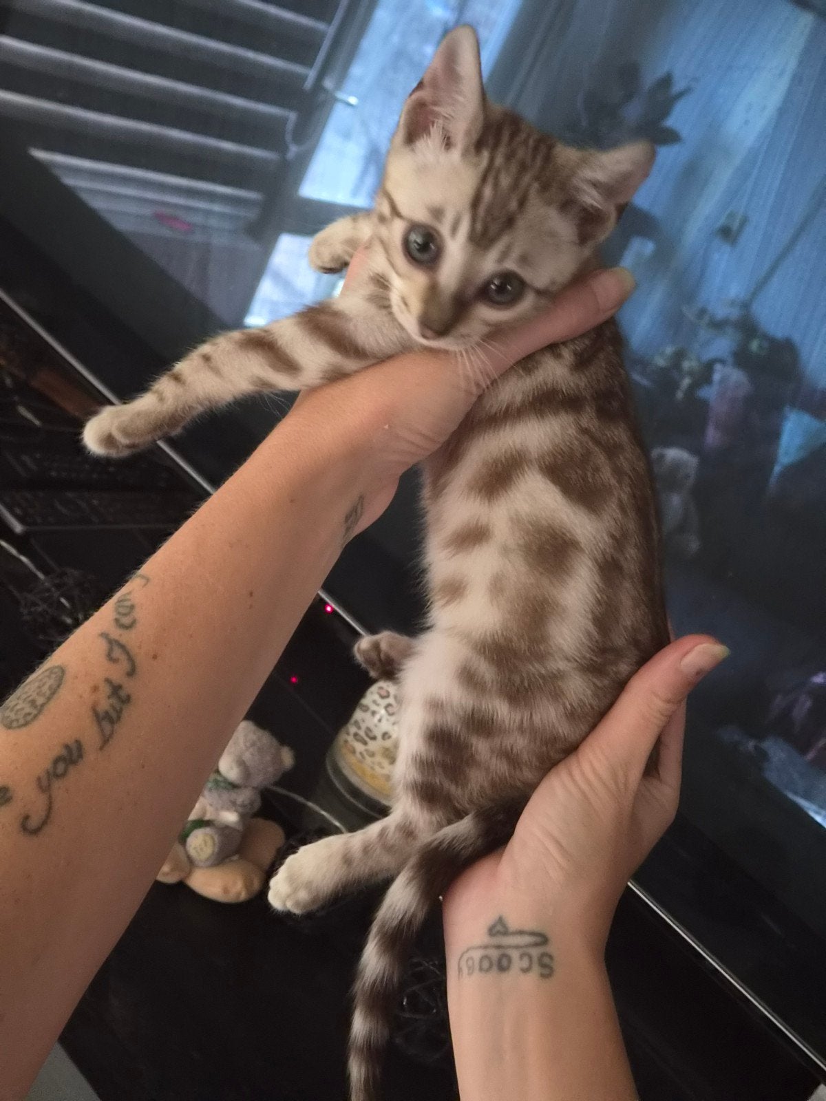 kittens snow bengaaltjes  zoeken een goed  huisje, Poes, 0 tot 2 jaar