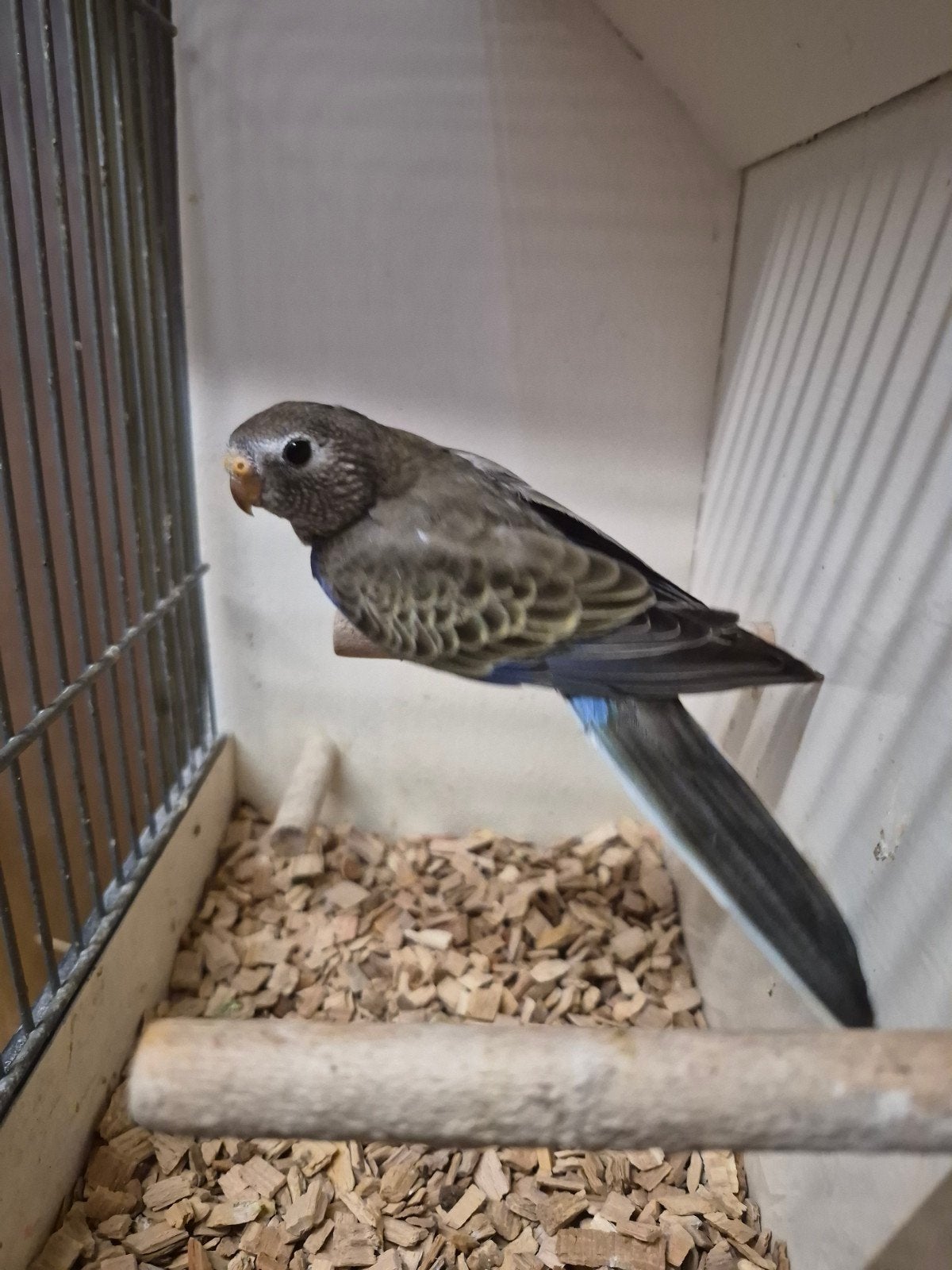 jonge bourkes pop, Vrouwelijk, Parkiet, Geringd