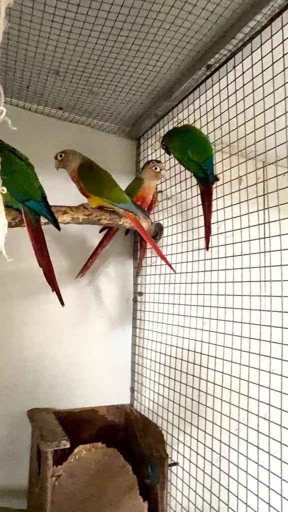 Blauwvoorhoofd Amazone en parkieten, Meerdere dieren, Papegaai, Geringd