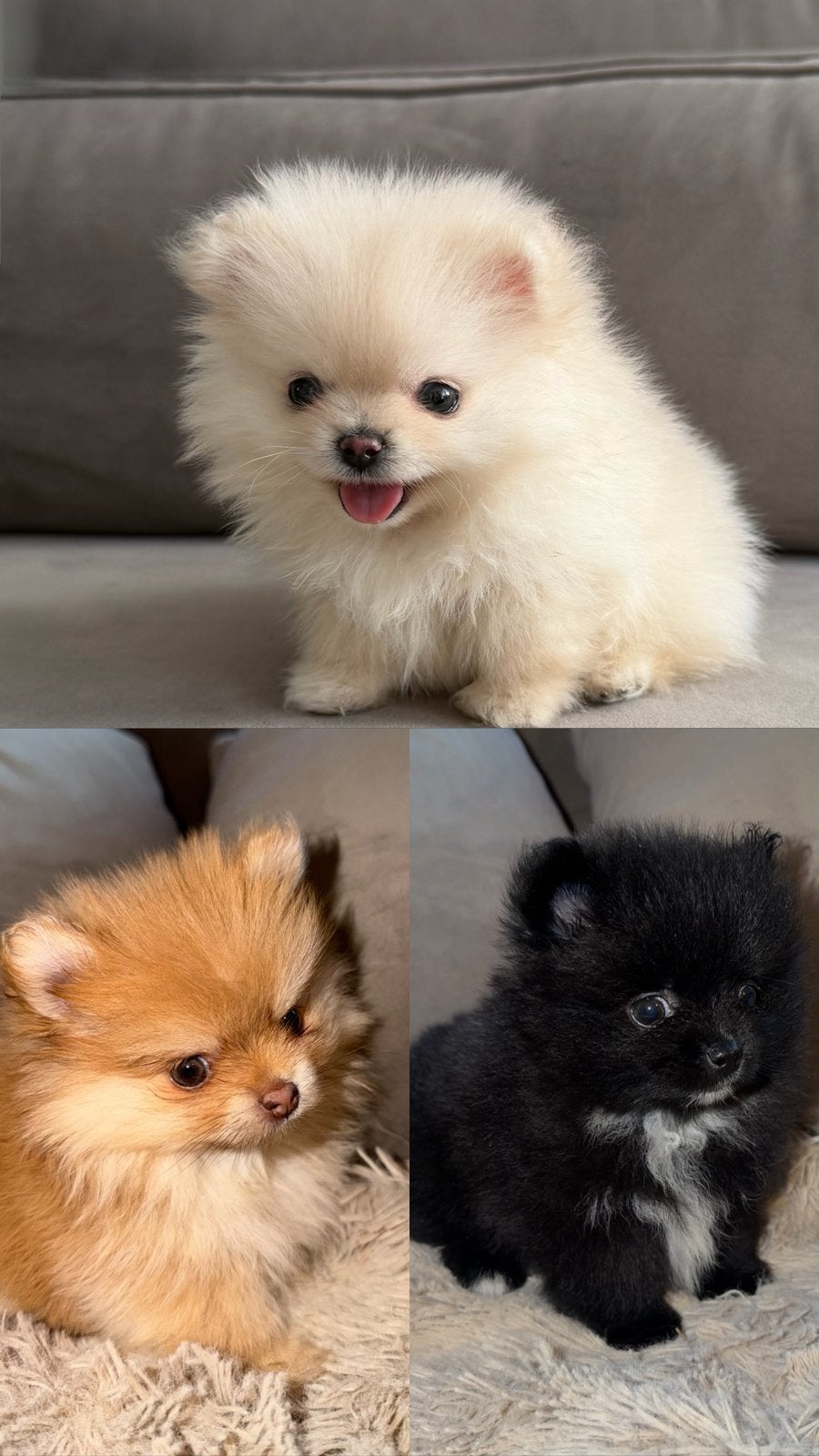 3 Pomeranian Pups, Dieren en Toebehoren, Overige rassen, 8 tot 15 weken, Teef, Meerdere