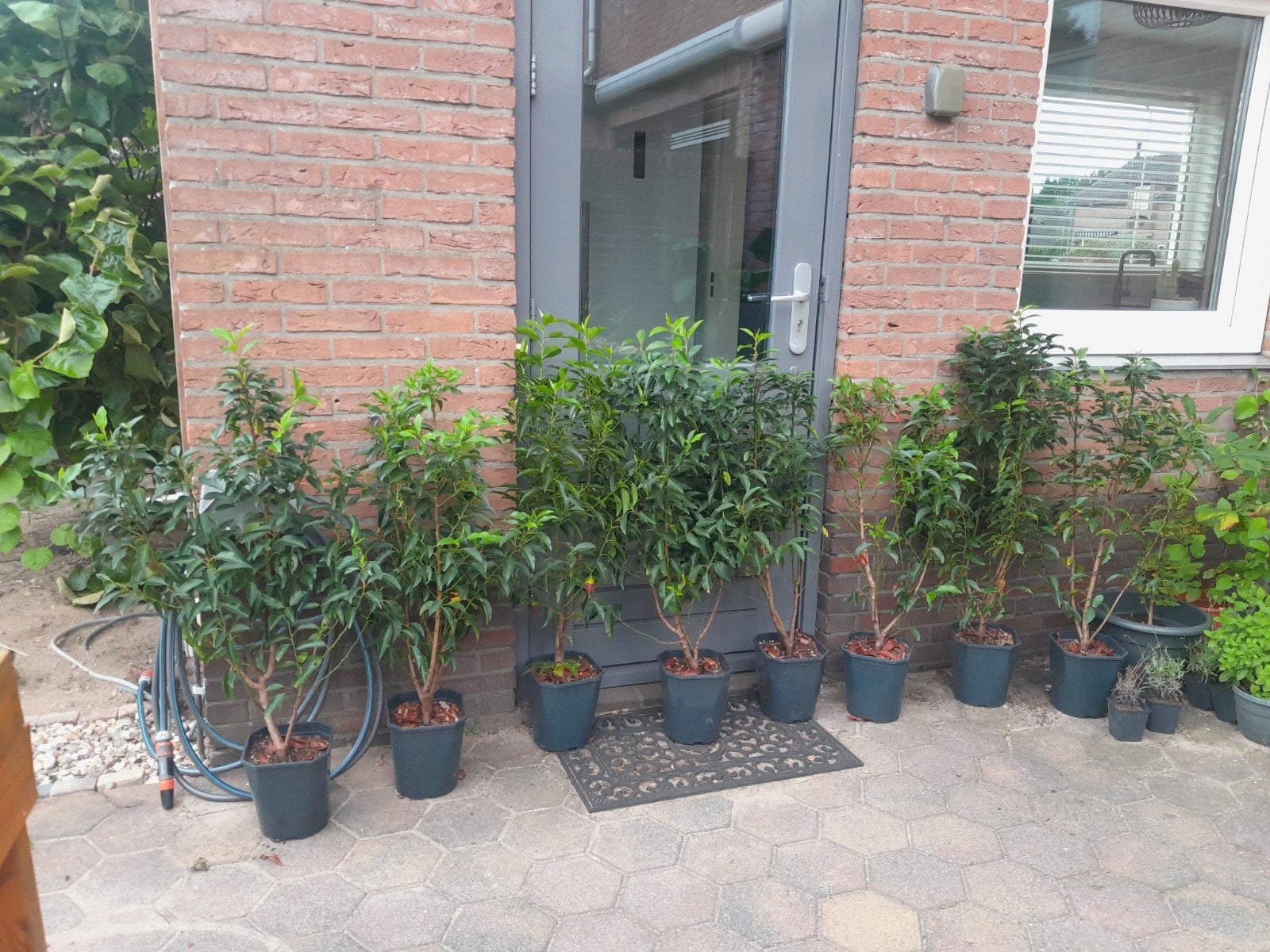8x Portugese laurier in pot 80-100cm, Ophalen, Laurier, Haag, Minder dan 100 cm