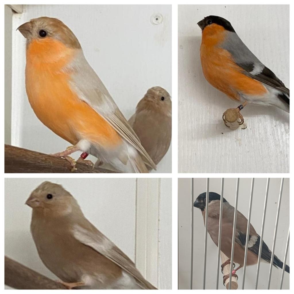 2 koppels goudvinken, Dieren en Toebehoren, Vogels | Overige Vogels, Wildzangvogel, Meerdere dieren, Geringd