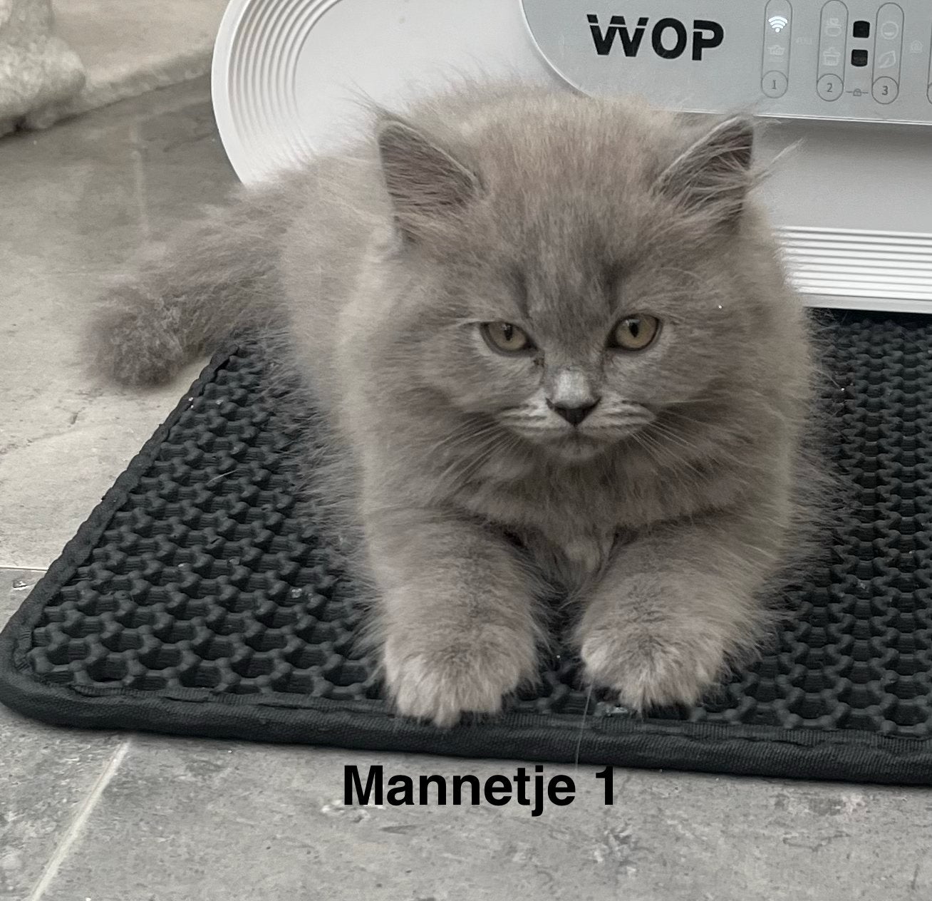 Prachtige Britse korthaar kittens, Geslacht onbekend, Langharig, 0 tot 2 jaar