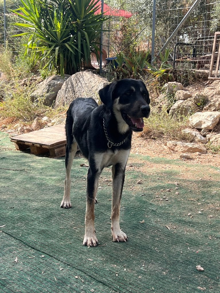 De aller liefste honden van Little Friends Lefkas ️, Tot en met 24 uur, LBO / VMBO, Vanaf 1 jaar, Overige vormen