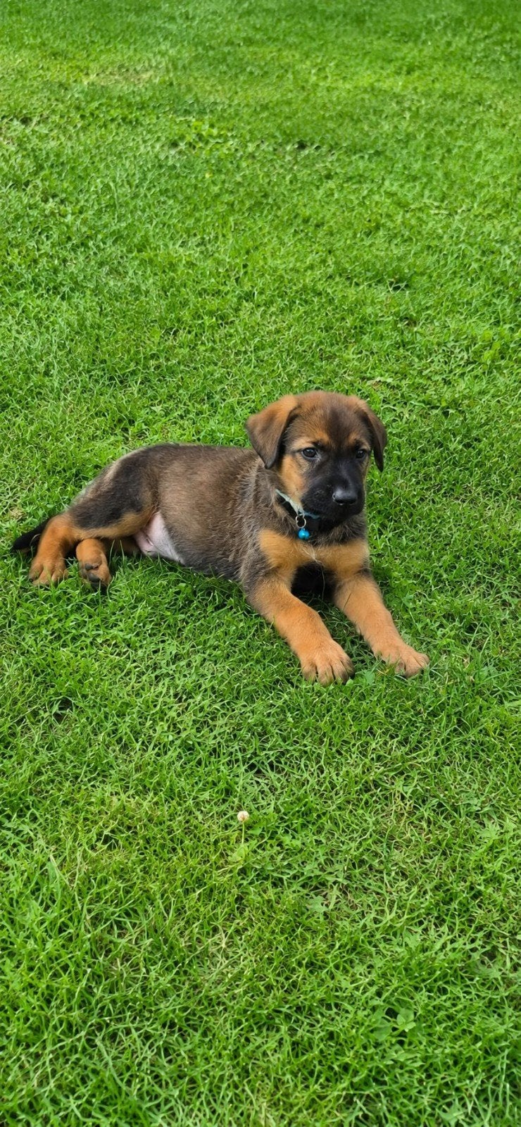 Prachtige pups, Duitse herder x Rhodisian ridgeback, Dieren en Toebehoren, 8 tot 15 weken, Groot, Meerdere, Meerdere dieren