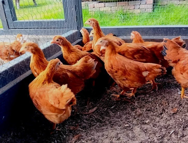 New Hampshire kriel, Dieren en Toebehoren, Pluimvee, Meerdere dieren, Kip