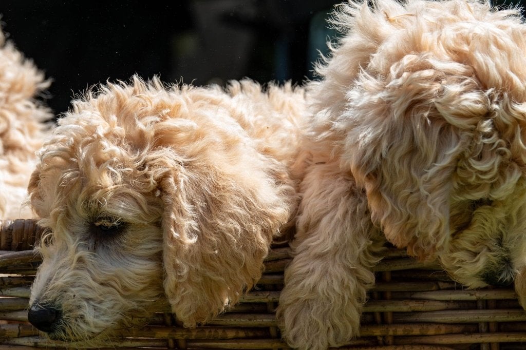 LABRADOODLE  PUPS-geënt-gechipt-gezondheidsverklaring, Dieren en Toebehoren, Honden | Niet-rashonden, 8 tot 15 weken, Parvo, Meerdere