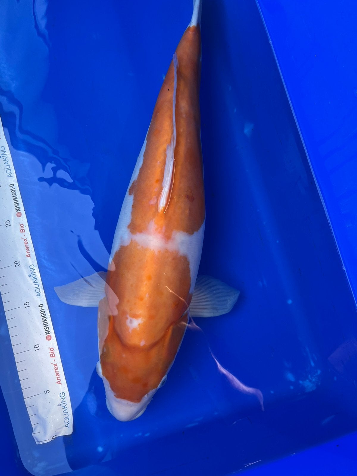 Doitsu Kohaku 58 cm, Karper of Koi