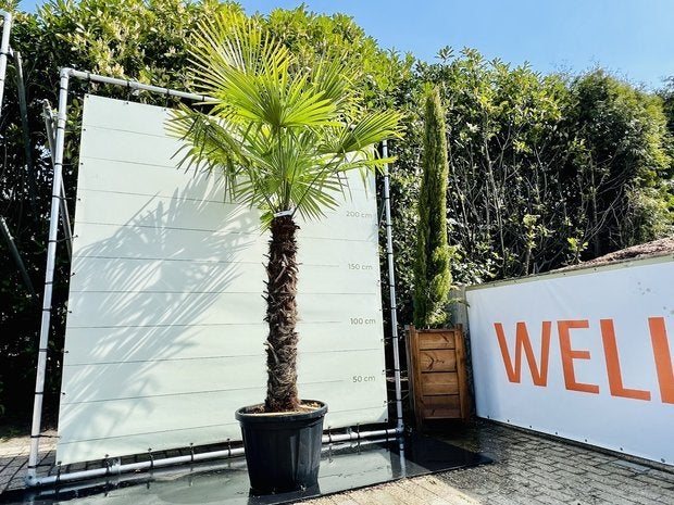 Palmboom - Trachycarpus Fortunei - stamhoogte 120-140 cm, Tuin en Terras, Ophalen of Verzenden, 250 tot 400 cm, Zomer, Palmboom