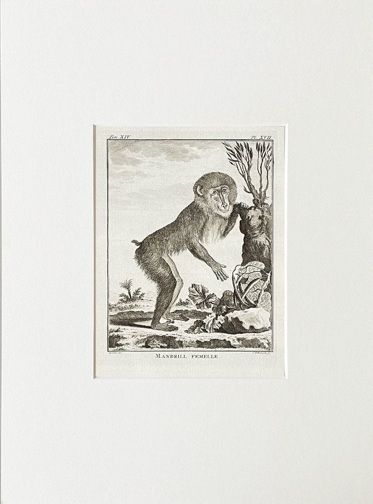 Ets 1783 du buffon in passe-partout en gratis verzending, Antiek en Kunst, Kunst | Etsen en Gravures, Ophalen of Verzenden