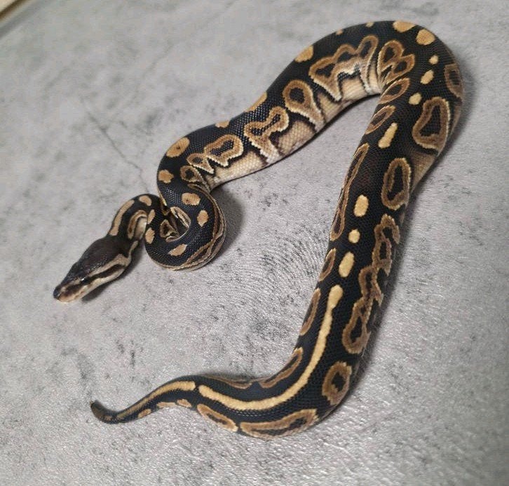 Blackhead 100%Hypo/Ghost️ Python regius/Ballpython, Dieren en Toebehoren