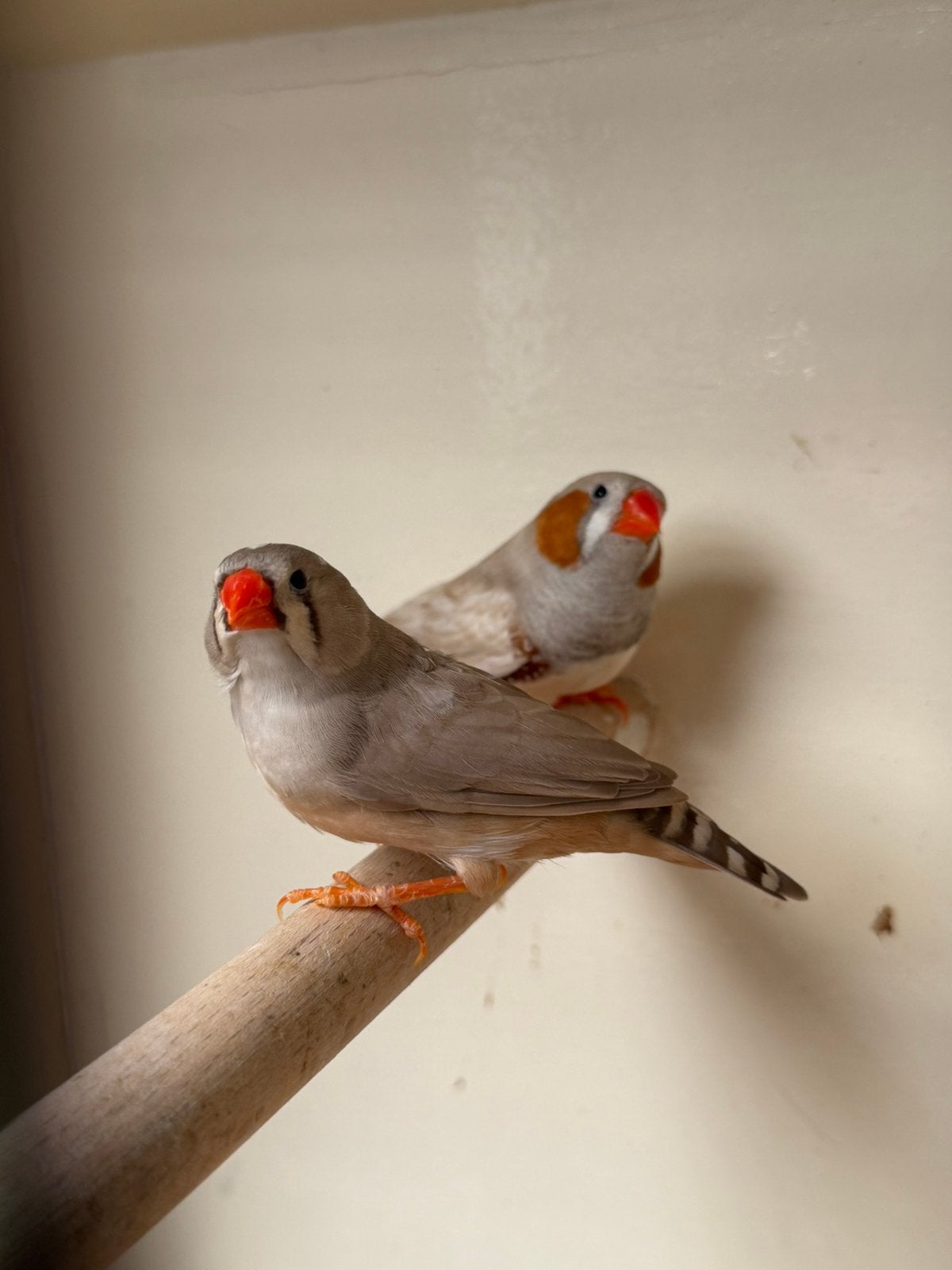Koppeltje zebravinken, Dieren en Toebehoren, Meerdere dieren, Tropenvogel, Geringd
