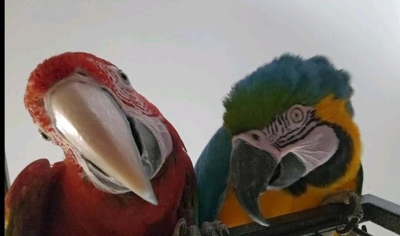 Groenvleugel ara papegaai man blauw gele ara pop, Mannelijk, Papegaai