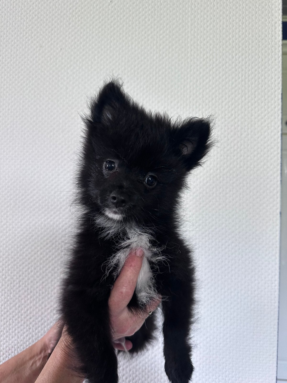 Pomeriaan puppy’s, Dieren en Toebehoren, 8 tot 15 weken, Parvo, Meerdere dieren, Eén hond