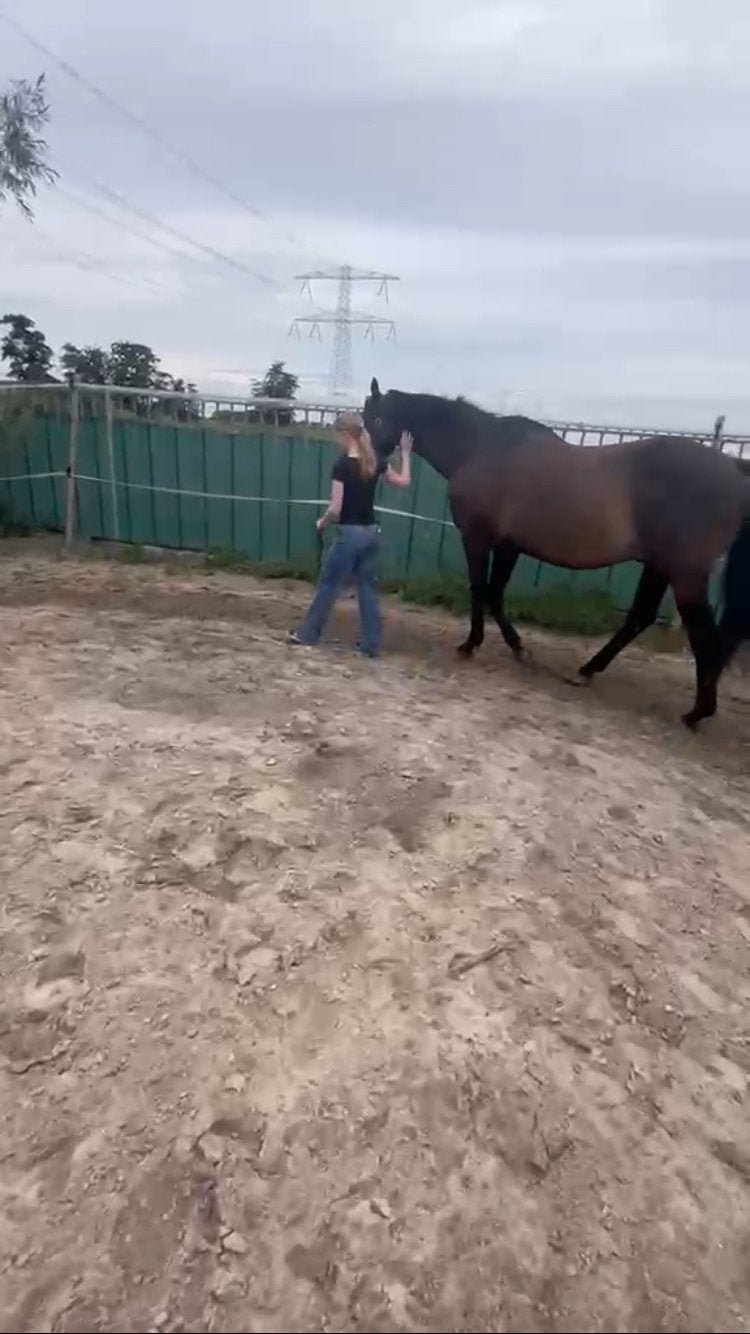 Bijbaantje bij paarden/op een stal gezocht, Vacatures