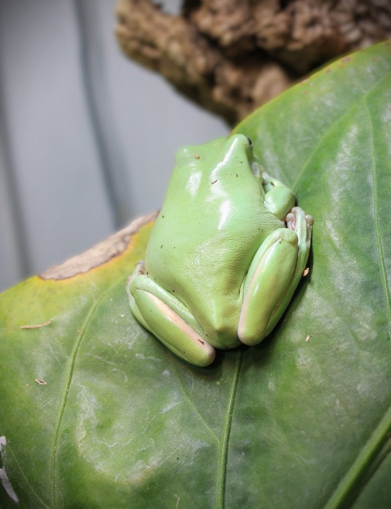 Litoria caerulea / Koraalteenboomkikker, Amfibie, 0 tot 2 jaar