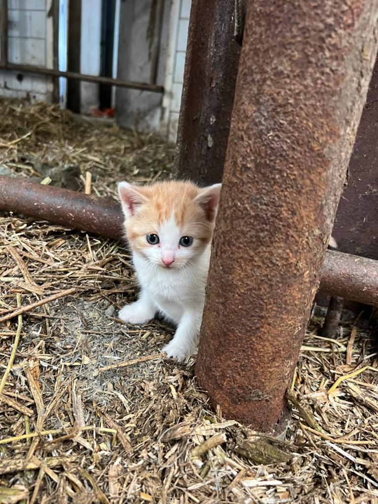 Kittens, Dieren en Toebehoren, Meerdere dieren