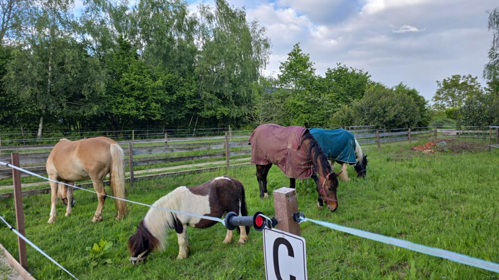Stalling 24/7 buiten + rijbak!, Weidegang