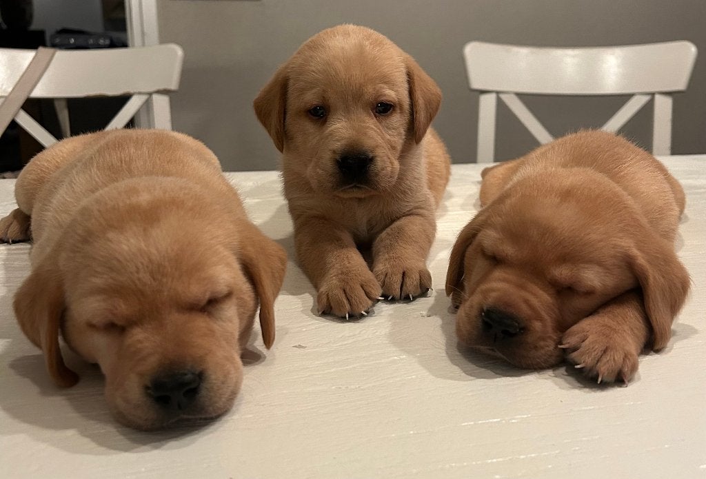 Prachtige raszuivere blonde, zwarte en red fox labrador pups, 8 tot 15 weken, Labrador retriever, Parvo, Meerdere