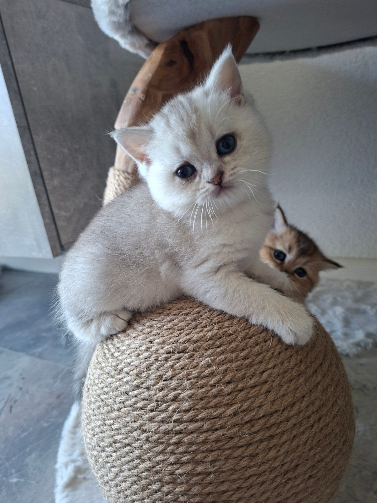 Britse korthaar Kittens zilver shaded😻, Dieren en Toebehoren, Katten en Kittens | Raskatten | Korthaar, Kater, Ontwormd, 0 tot 2 jaar
